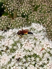 Ichneumonina