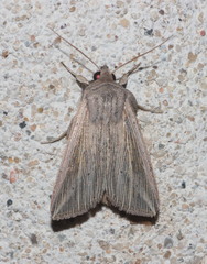 Mythimna riparia