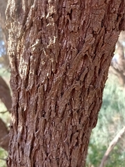 Acacia melvillei