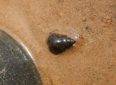 Bithynia tentaculata