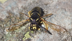 Dolichovespula saxonica