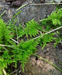 Thuidium delicatulum