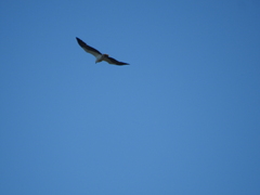 Haliaeetus leucogaster