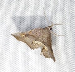 Throana pectinifer