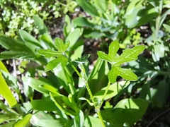 Bowlesia uncinata
