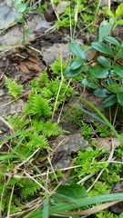 Thuidium delicatulum