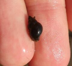 Bithynia tentaculata