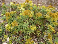 Crithmum maritimum