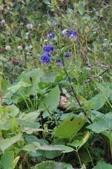 Aconitum napellus