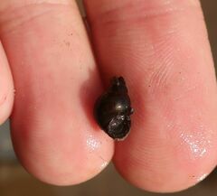 Bithynia tentaculata