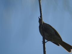 Gavicalis fasciogularis