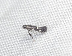 Calybites phasianipennella