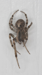 Zygiella x-notata
