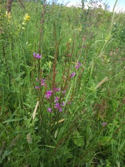 Lythrum virgatum