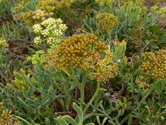 Crithmum maritimum