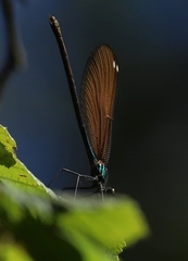Calopteryx virgo