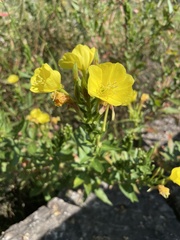 Oenothera parviflora