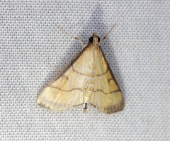 Cnaphalocrocis