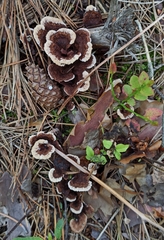 Thelephora terrestris