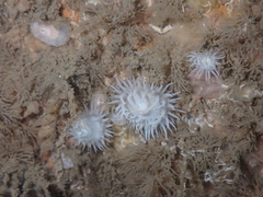 Anemoneae