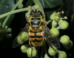 Myathropa florea