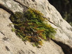 Davallia mariesii