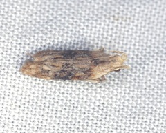 Hypatima