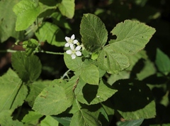 Rubus caesius