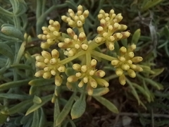 Crithmum maritimum