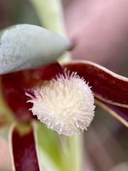 Lyperanthus serratus