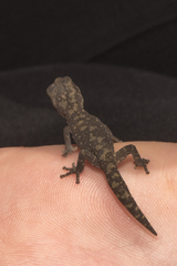 Diplodactylus calcicolus