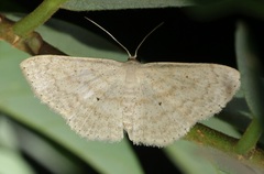 Idaea trisetata
