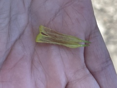 Oenothera parviflora