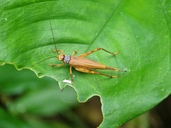 Aphonoides