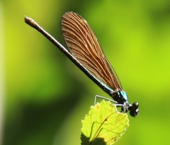Calopteryx virgo