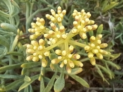 Crithmum maritimum