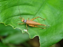 Aphonoides