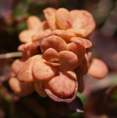 Exobasidium vaccinii-uliginosi