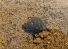 Bithynia tentaculata