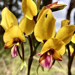 Diuris magnifica