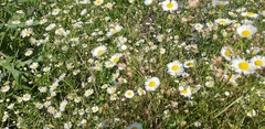 Erigeron annuus