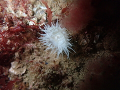 Anemoneae