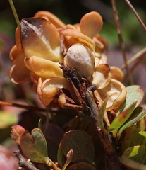 Exobasidium vaccinii-uliginosi