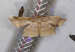 Krananda latimarginaria