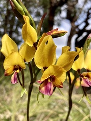 Diuris magnifica