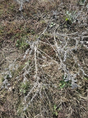 Echium italicum biebersteinii