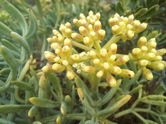 Crithmum maritimum