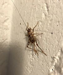 Gryllomorpha dalmatina
