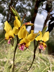 Diuris magnifica