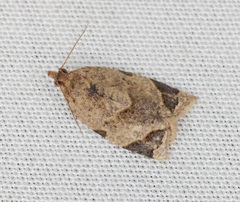 Neocalyptis affinisana